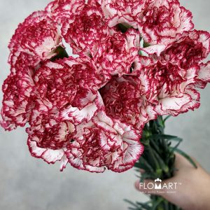 Dianthus st Sorriso