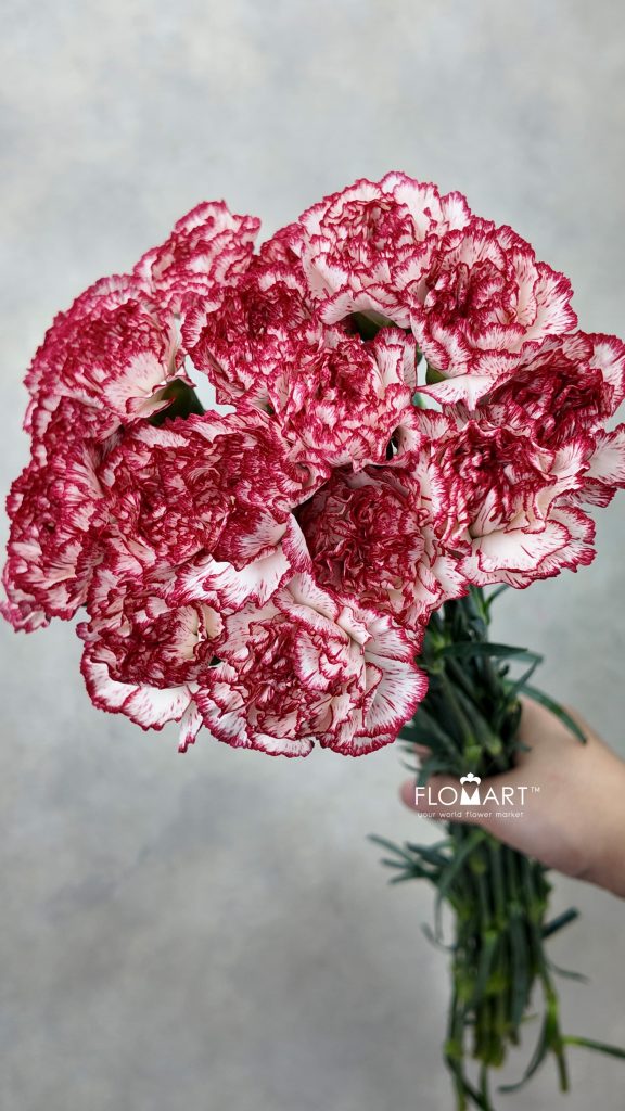 Dianthus st Sorriso