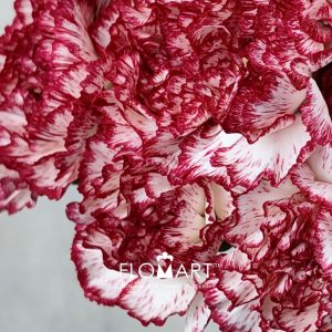 Dianthus st Sorriso - Image 2