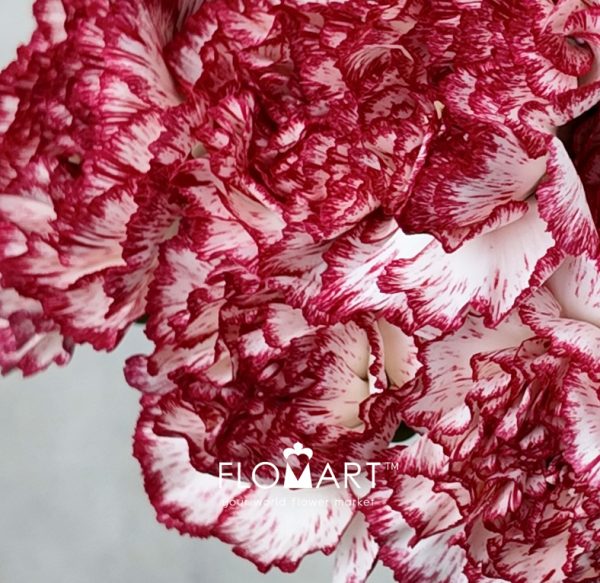 Dianthus st Sorriso