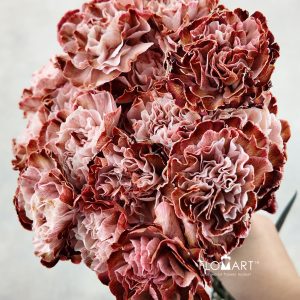 Dianthus st VIP Brownies