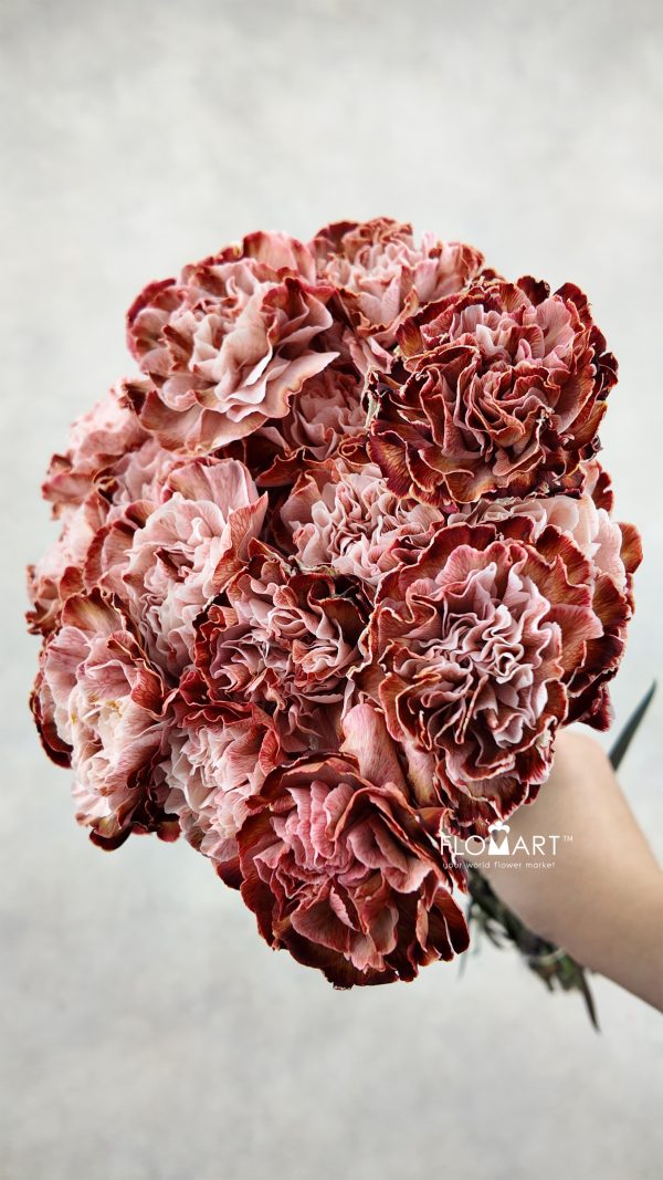 Dianthus st VIP Brownies