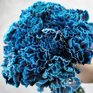 Dianthus st VIP Navy