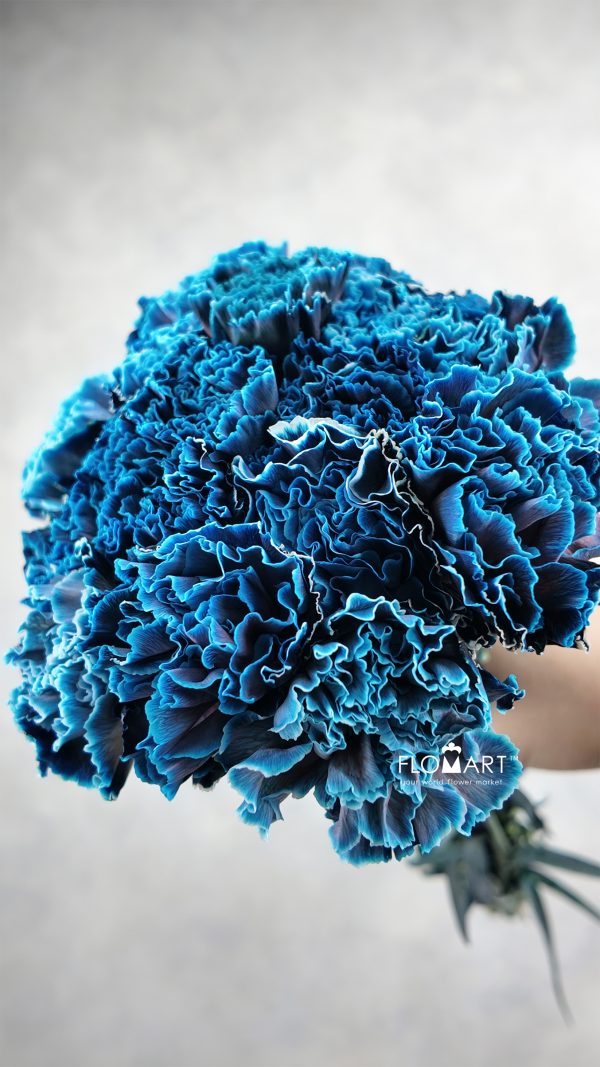 Dianthus st VIP Navy