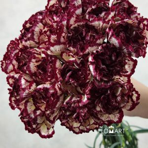 Dianthus st Viana