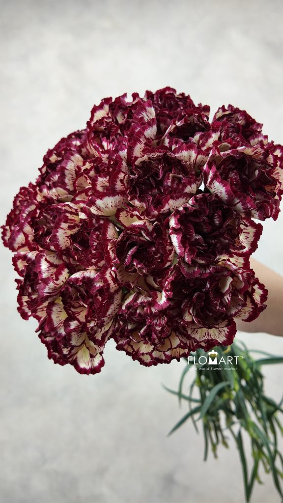 Dianthus st Viana