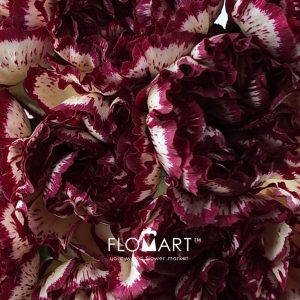 Dianthus st Viana - Image 2