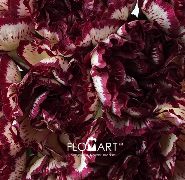Dianthus st Viana