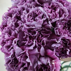 Dianthus st Wild Thrill