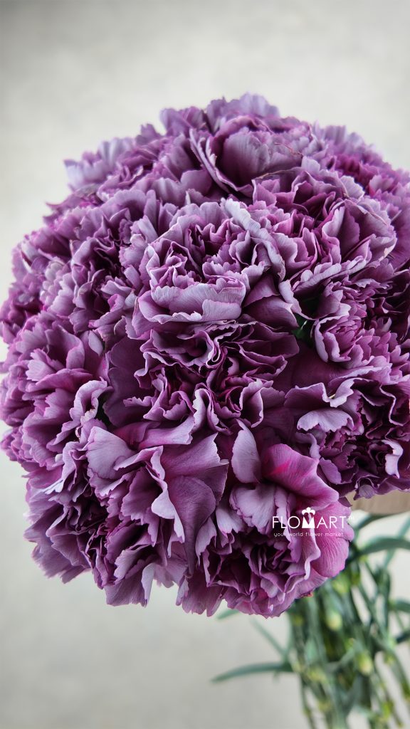 Dianthus st Wild Thrill