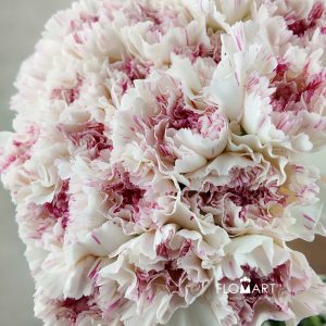 Dianthus st Yukari Cherry