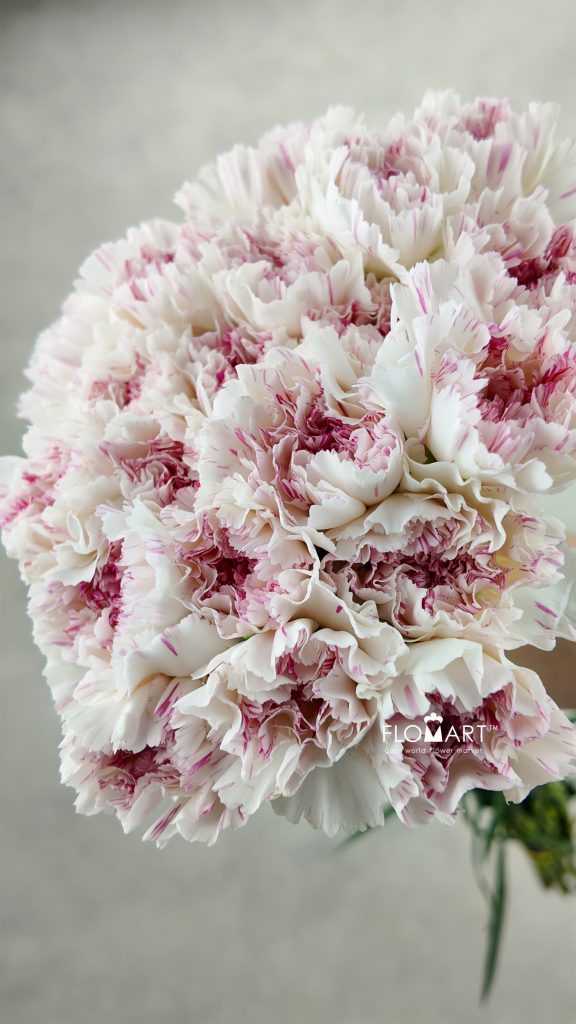 Dianthus st Yukari Cherry