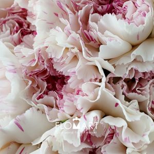 Dianthus st Yukari Cherry - Image 2
