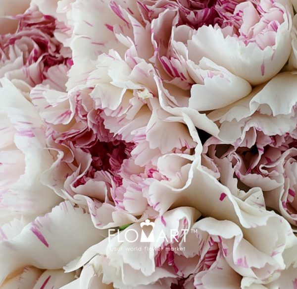 Dianthus st Yukari Cherry