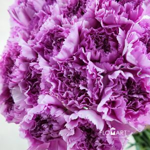Dianthus st Yukari Oscuro