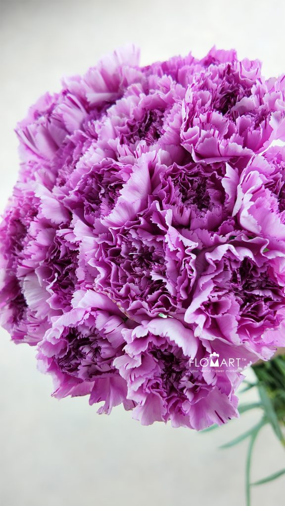 Dianthus st Yukari Oscuro