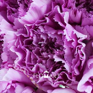 Dianthus st Yukari Oscuro - Image 2
