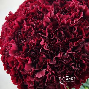 Dianthus st Zurigo