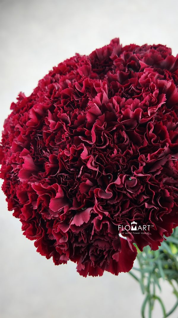 Dianthus st Zurigo