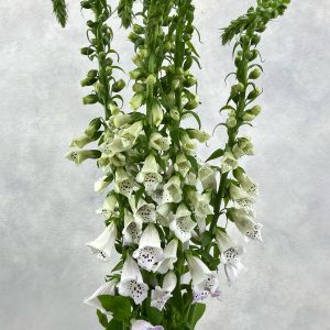 Digitalis Camelot Lavender