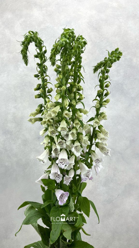 Digitalis Camelot Lavender