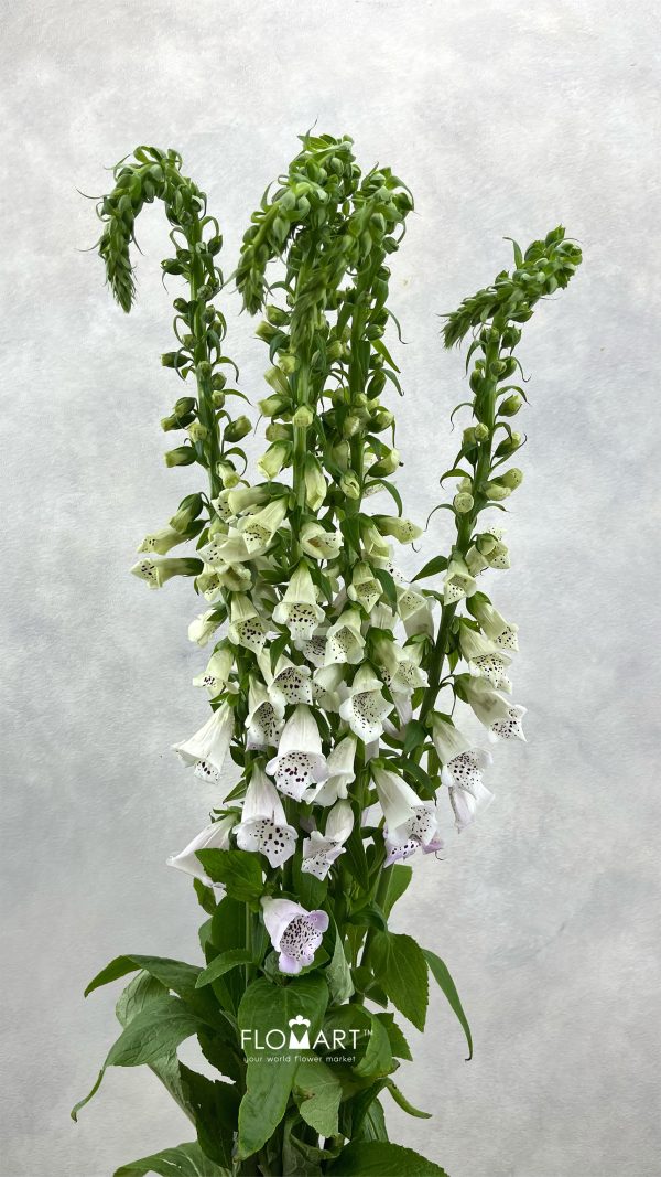 Digitalis Camelot Lavender