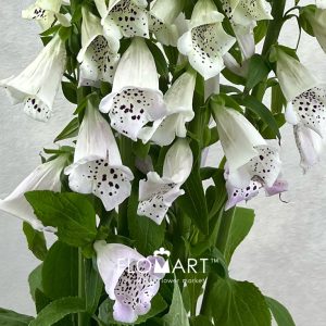 Digitalis Camelot Lavender - Image 2