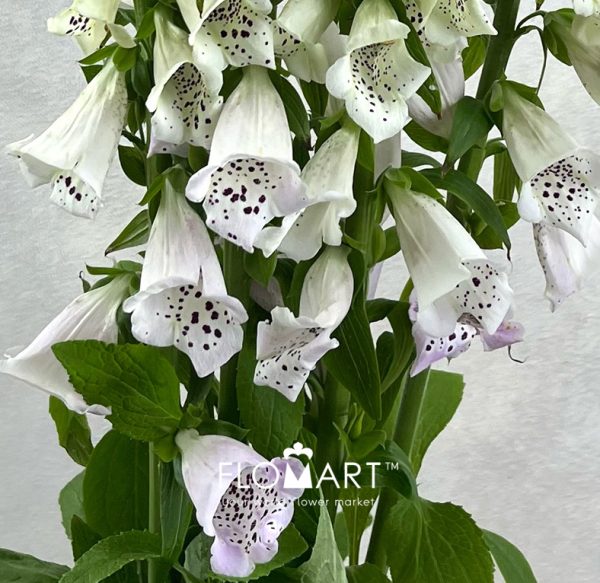Digitalis Camelot Lavender