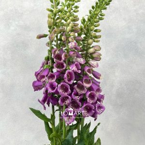 Digitalis Camelot Pink