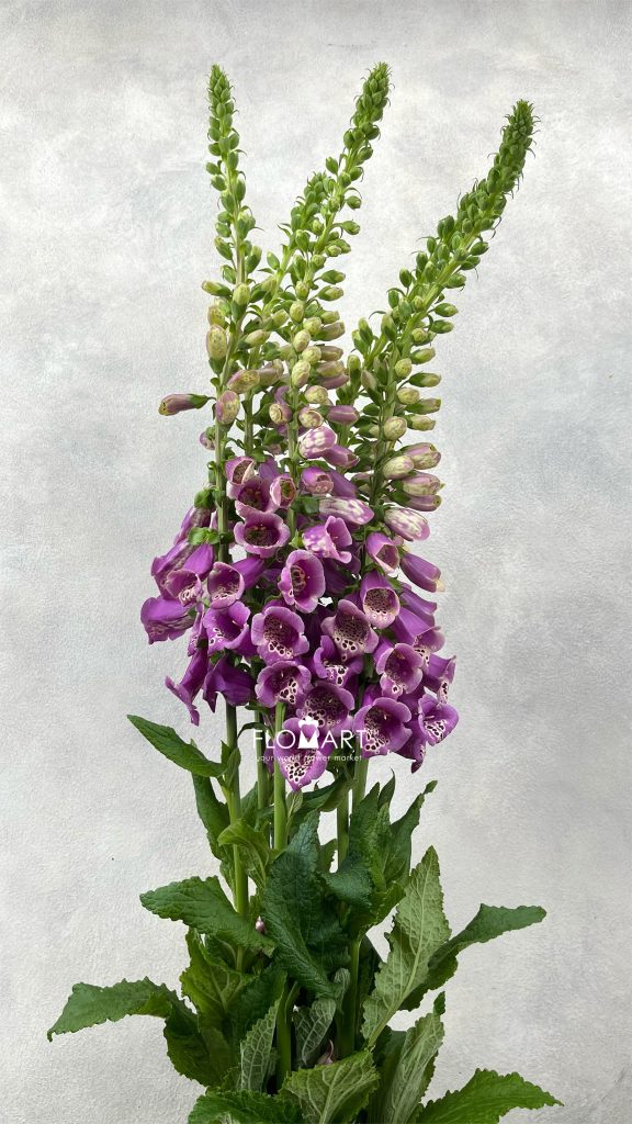 Digitalis Camelot Pink