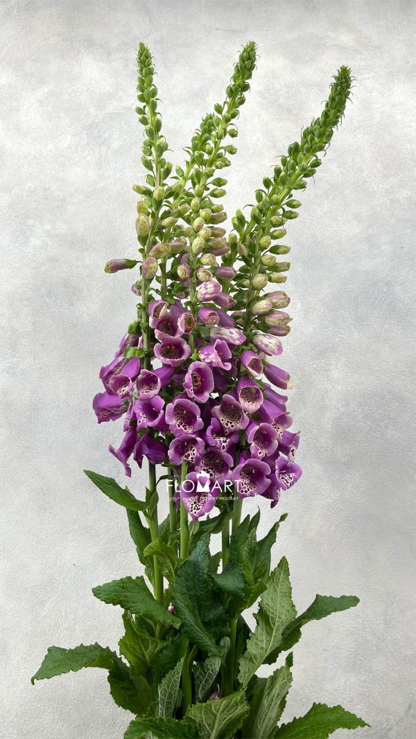 Digitalis Camelot Pink Digitalis Camelot Pink