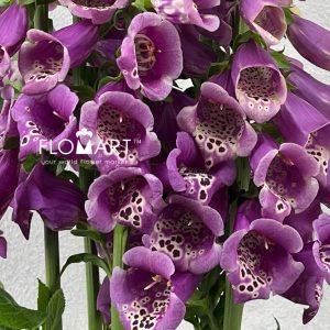 Digitalis Camelot Pink - Image 2