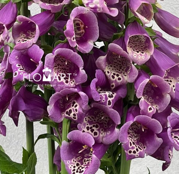 Digitalis Camelot Pink