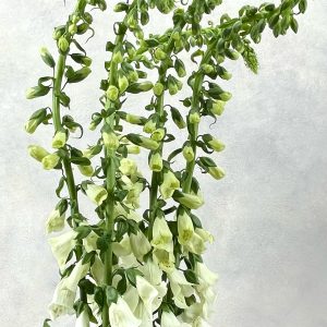 Digitalis Camelot White
