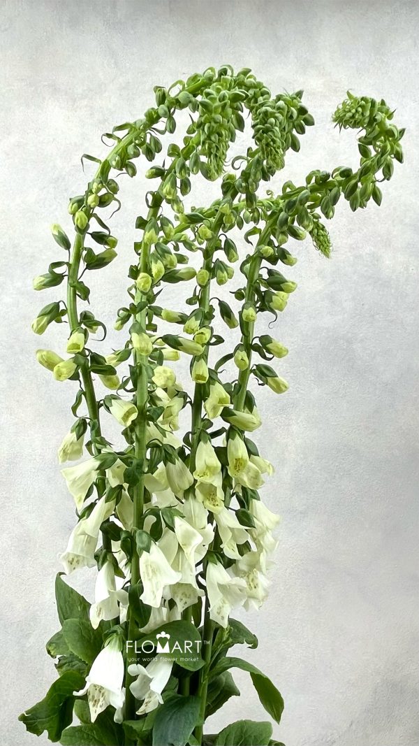 Digitalis Camelot White