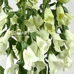 Digitalis Camelot White - Image 2