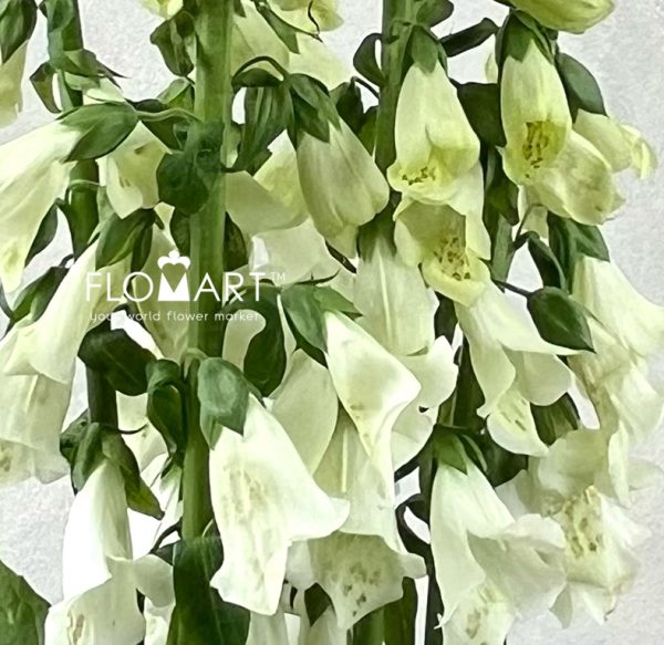 Digitalis Camelot White