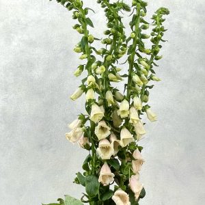 Digitalis Purpurea Salmon