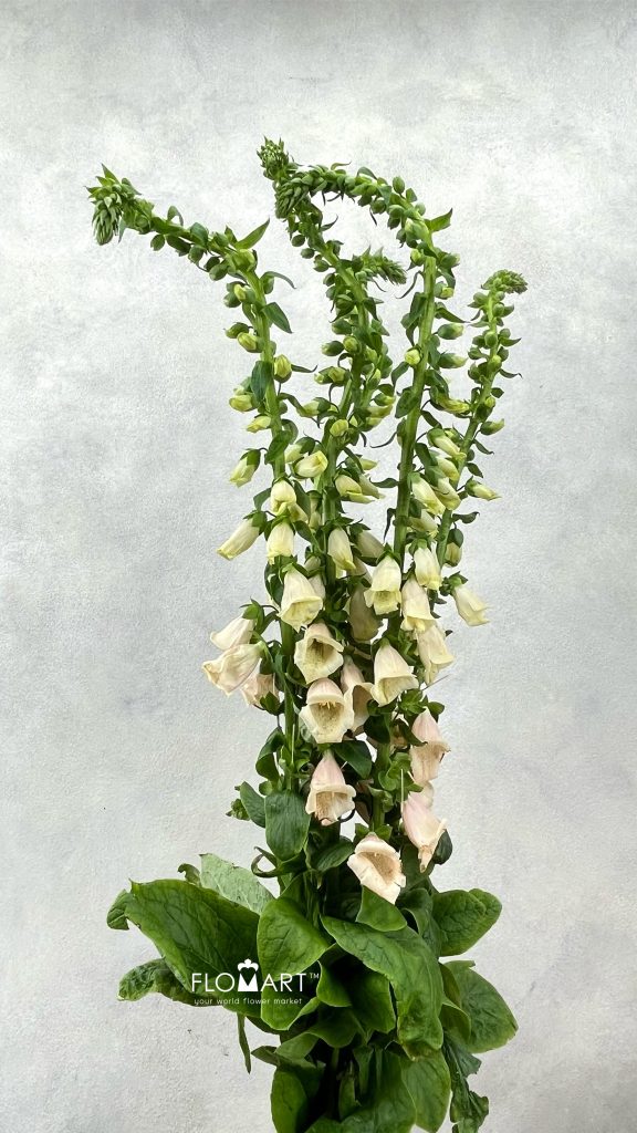 Digitalis Purpurea Salmon