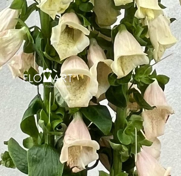 Digitalis Purpurea Salmon