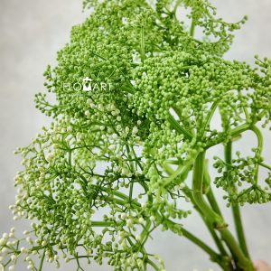 Elderberry Flowers