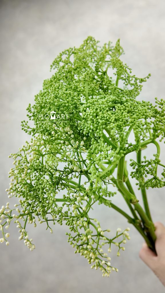 Elderberry Flowers