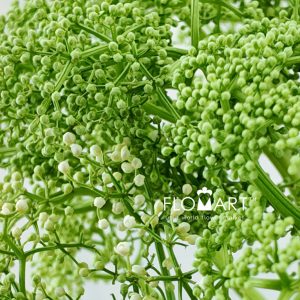 Elderberry Flowers - Image 2
