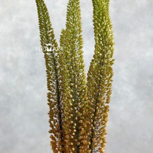 Eremurus Emmy Ro