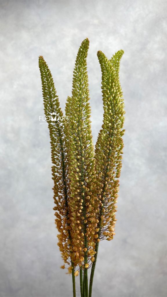 Eremurus Emmy Ro