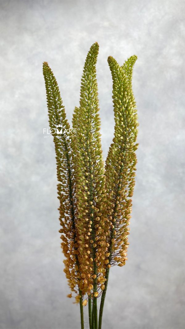 Eremurus Emmy Ro