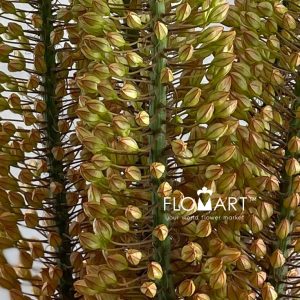 Eremurus Emmy Ro - Image 2