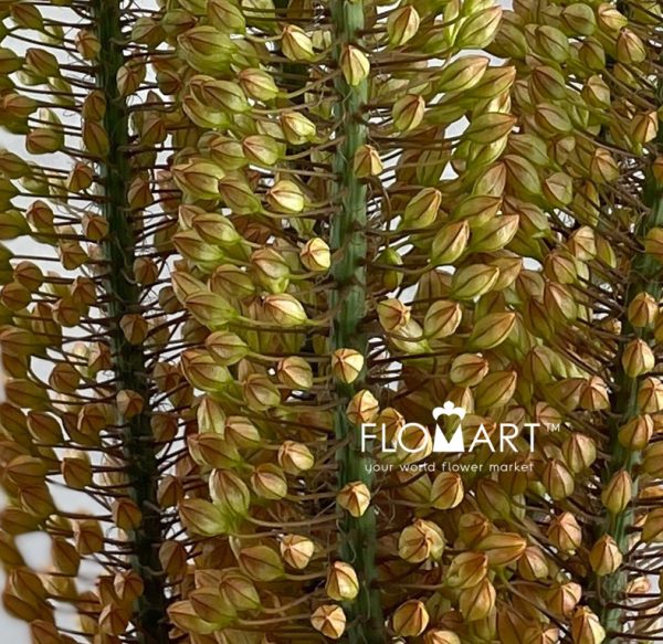 Eremurus Emmy Ro