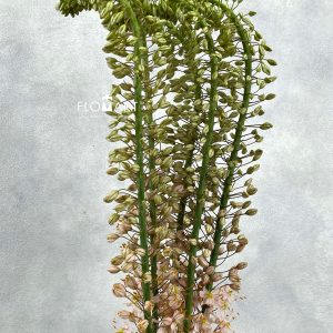 Eremurus Romance