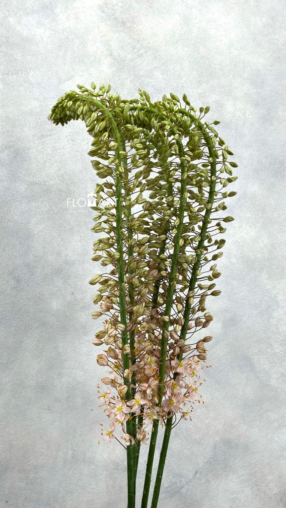 Eremurus Romance